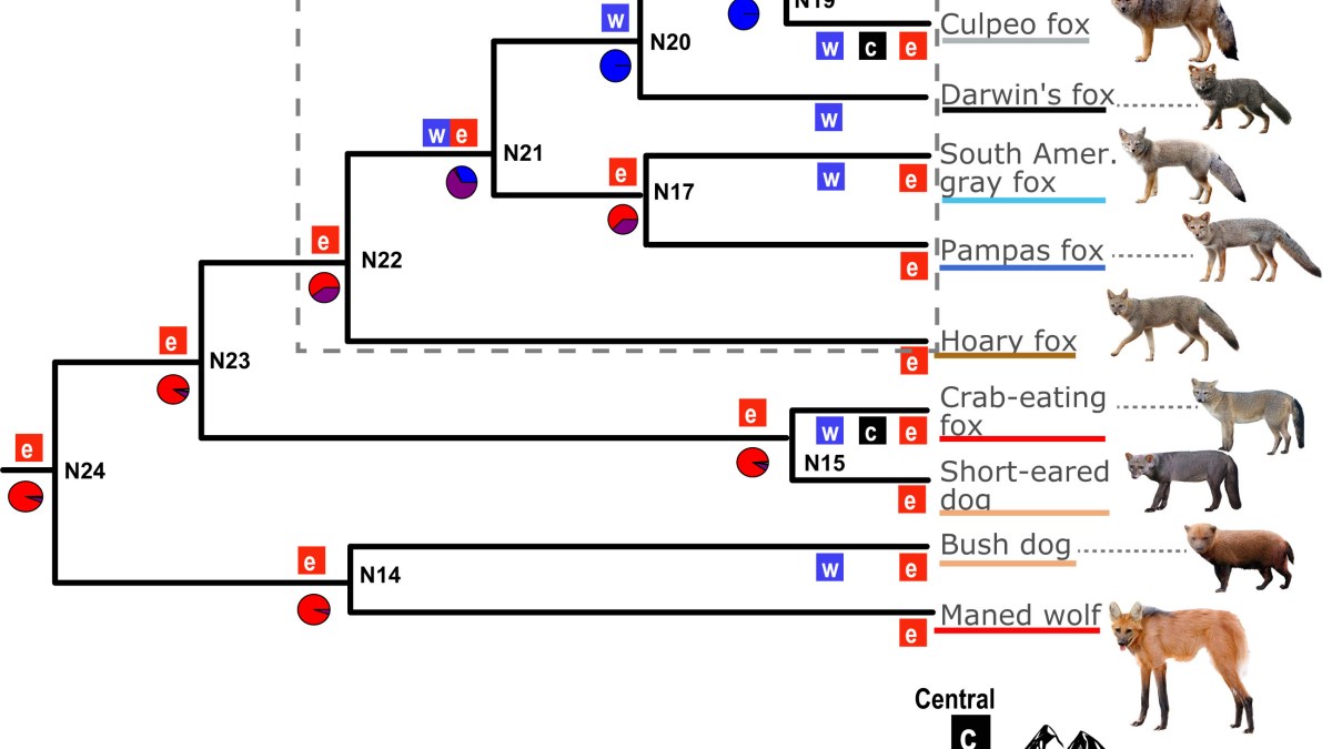Evolutionary tree of South America's foxes
