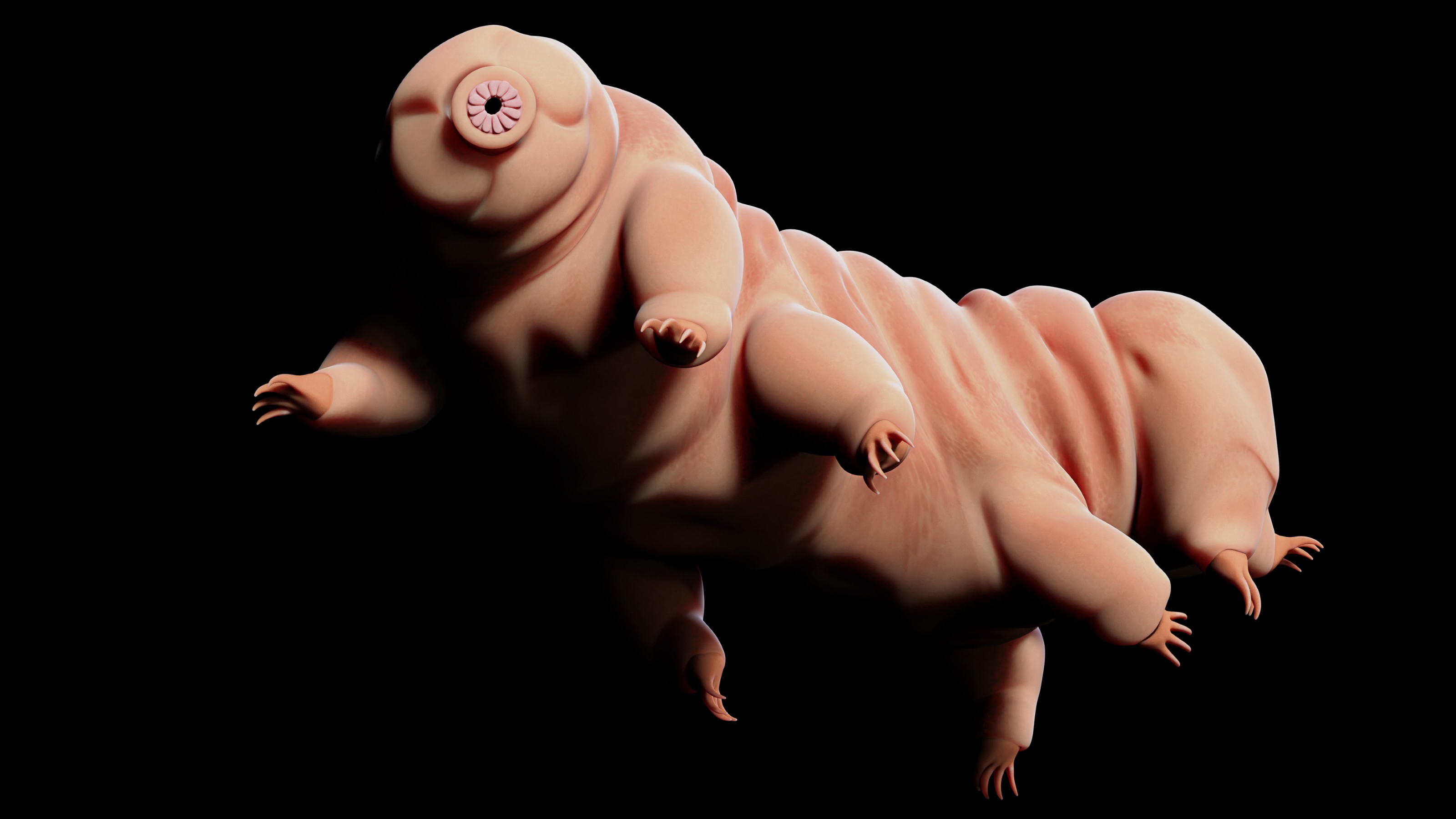 a very cute looking animal with a button on it's head.