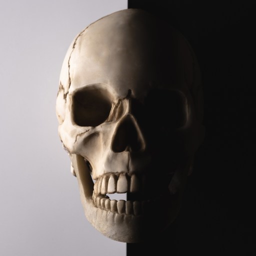 a human skull is shown against a white background.