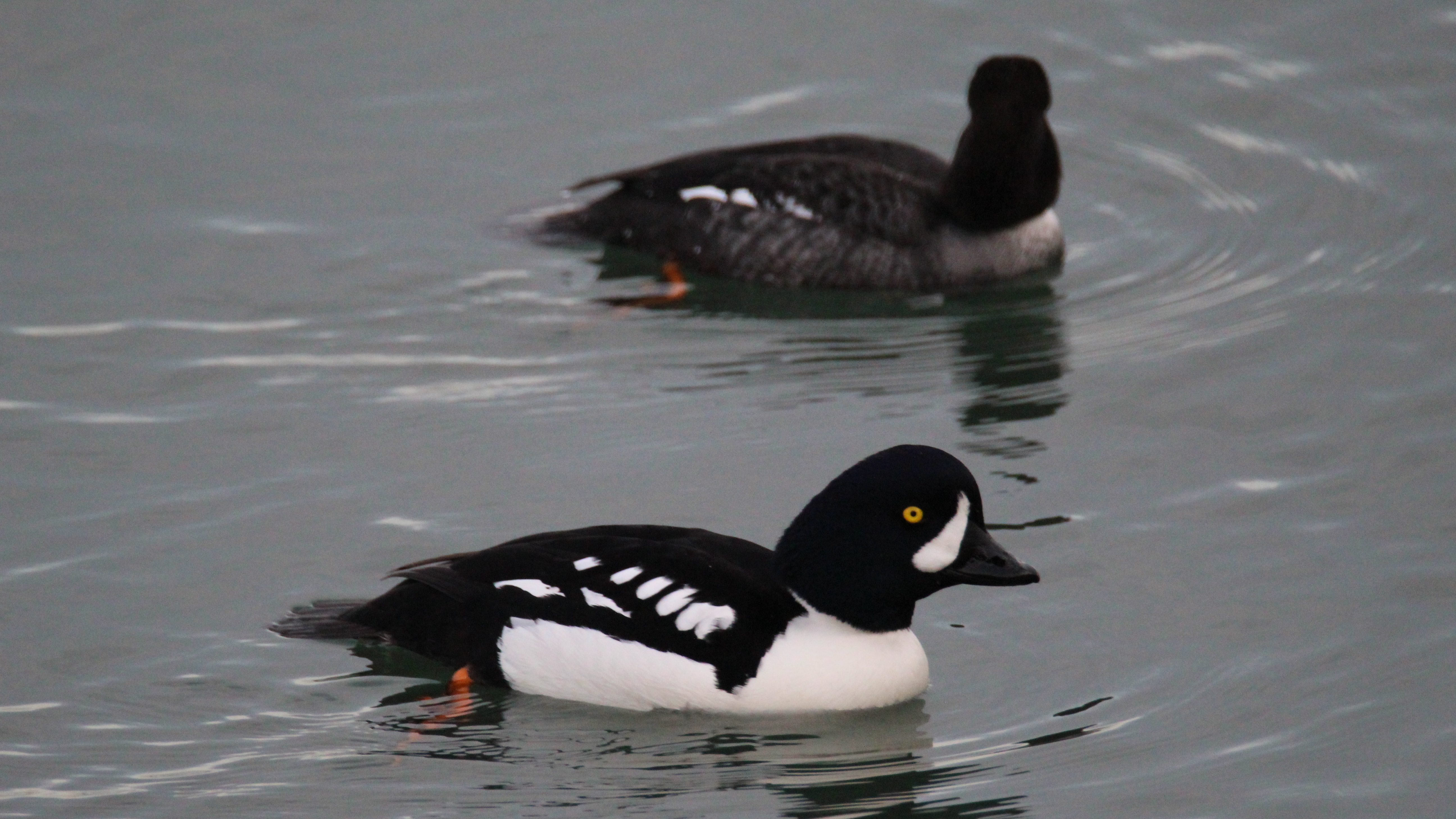 A pair of Barrow's goldeneyes, a species of waterfowl, swimming in water.