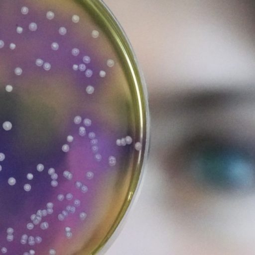 yeast cell colony humans