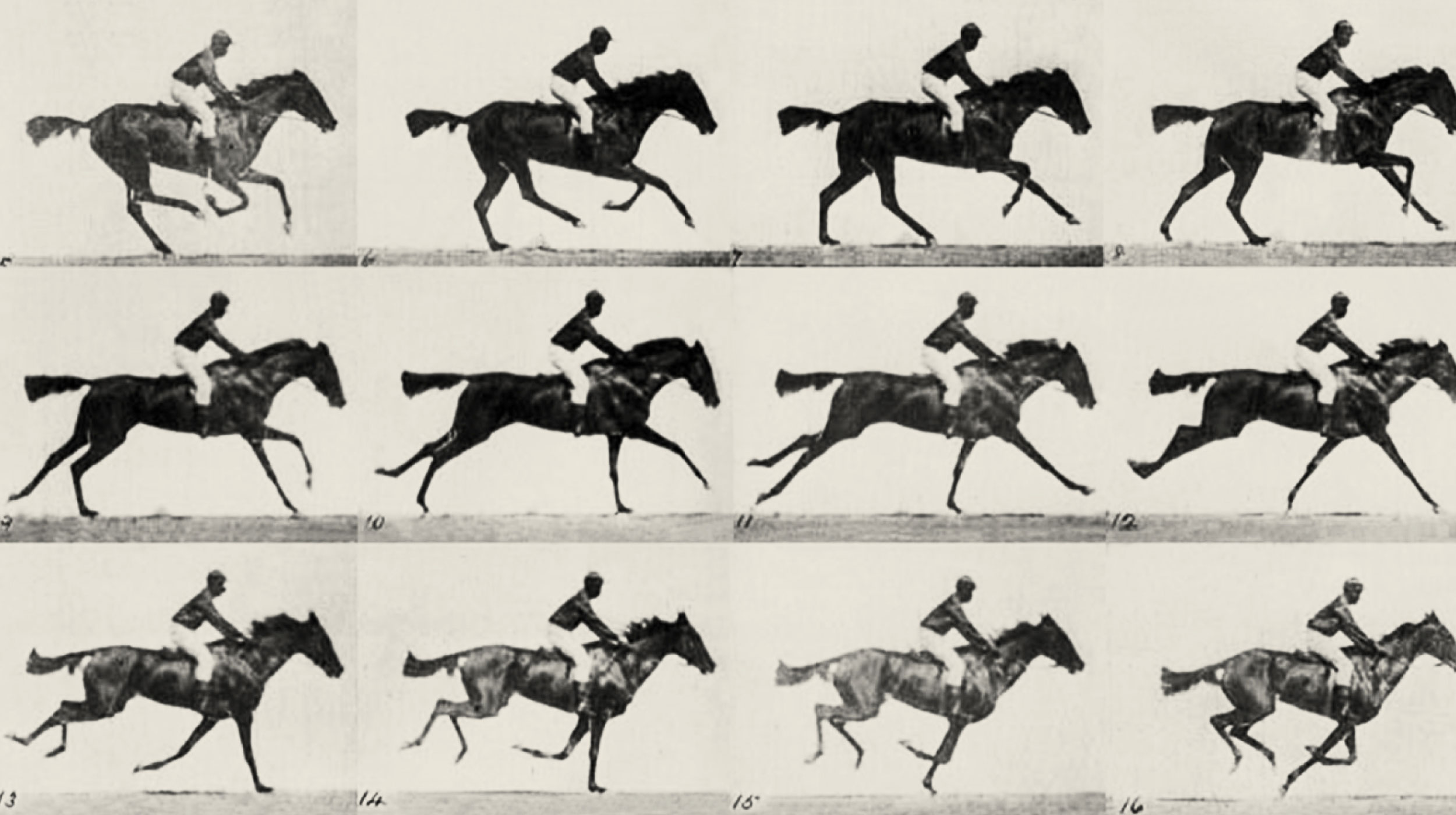 A sequence of black-and-white frames showing a horse and rider in motion, depicting various stages of a gallop.