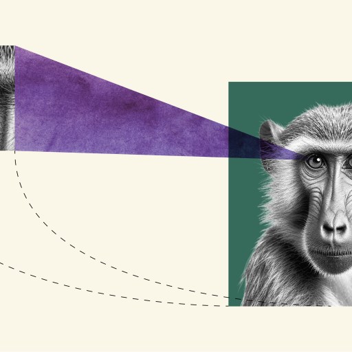 a collage of a monkey with a pink triangle