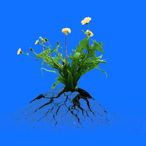 A cluster of yellow flowers with green leaves grows from cracked soil, with visible roots, on a solid blue background.