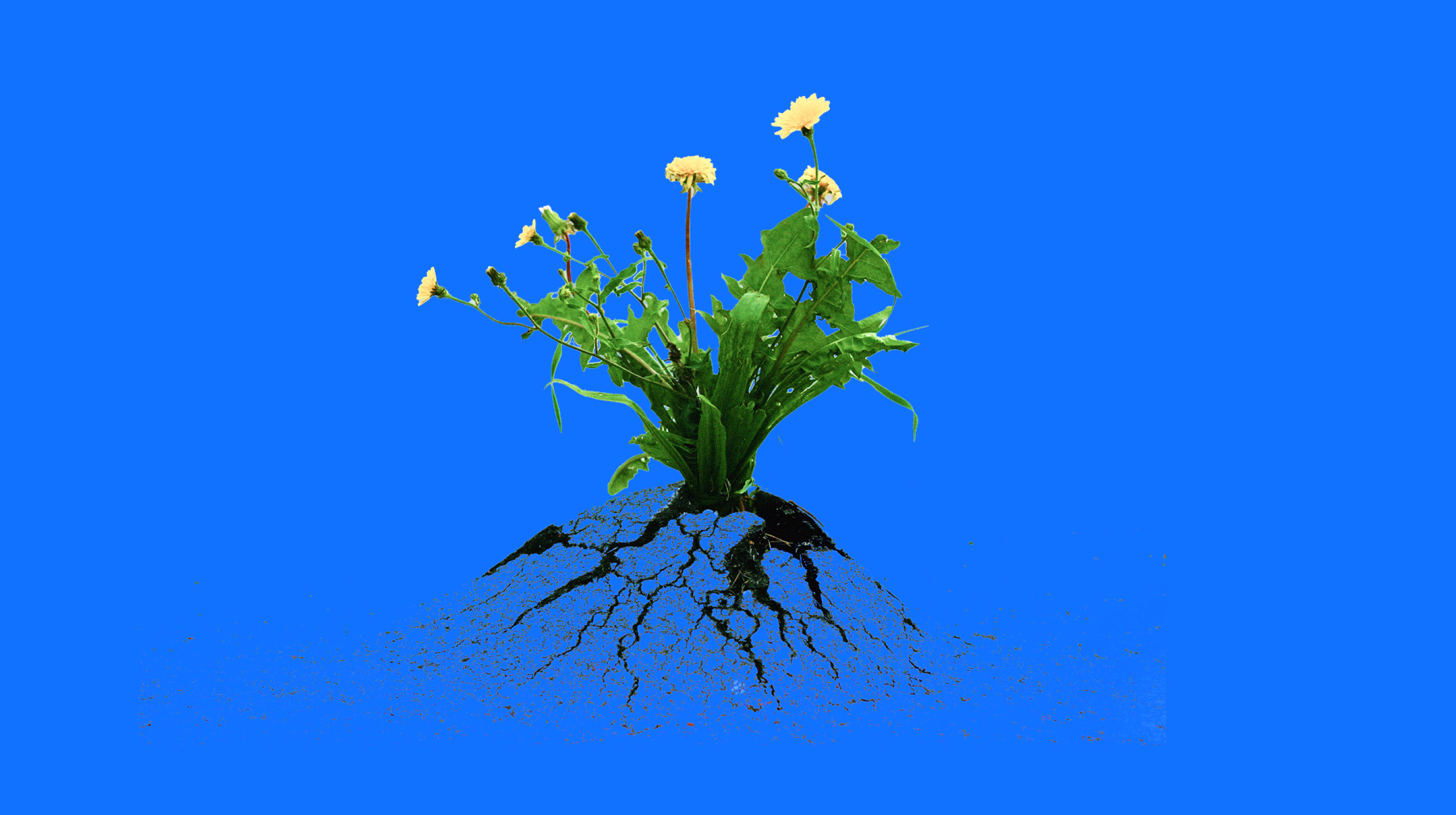 A cluster of yellow flowers with green leaves grows from cracked soil, with visible roots, on a solid blue background.