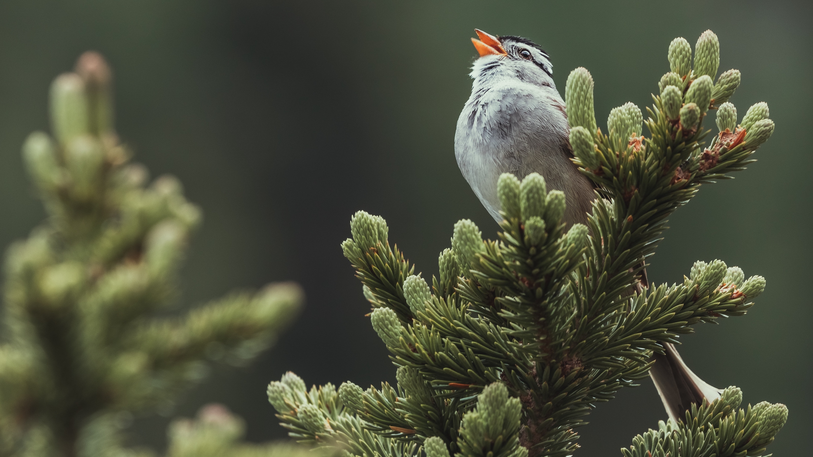 a small bird perched on top of a pine tree.