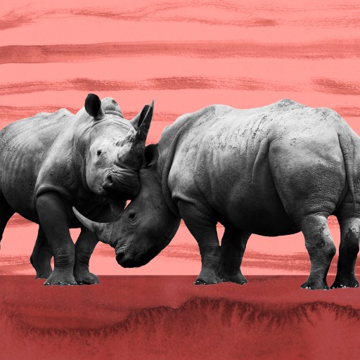 a couple of rhinos standing next to each other.