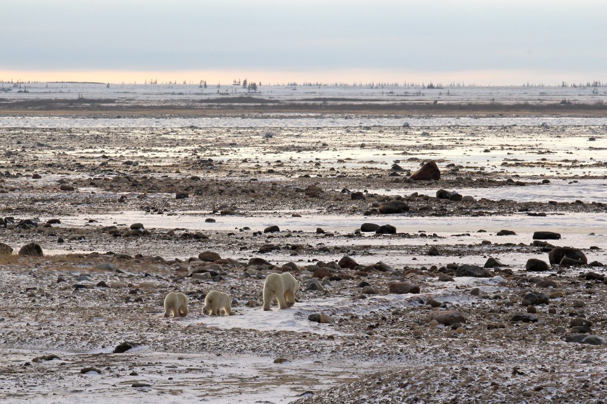 a group of polar bears walking across a rocky beach.