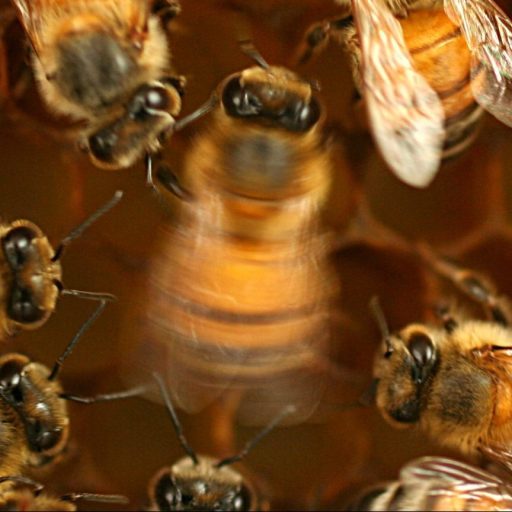 a bunch of bees that are inside of a beehive.