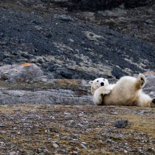 a polar bear rolling around on its back.