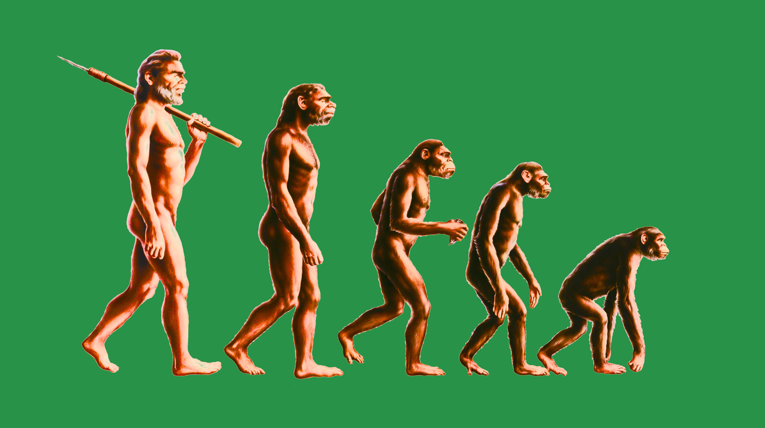 Illustration showing human evolution from an ape-like ancestor on all fours to an upright human holding a spear, against a green background.