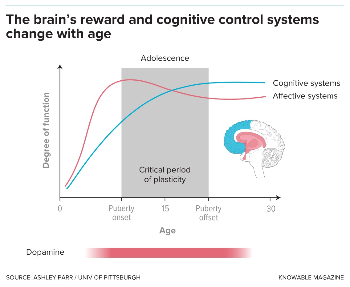 a diagram of the brain and its functions.