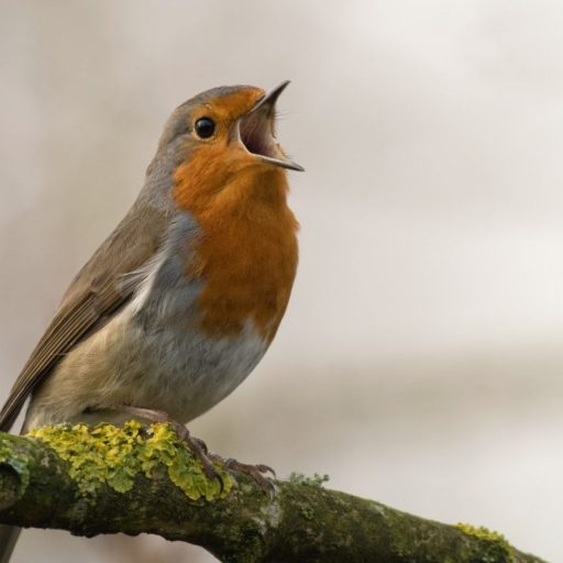 a bird sitting on a branch with its mouth open.