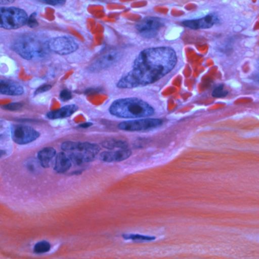 a close up of a piece of skin.