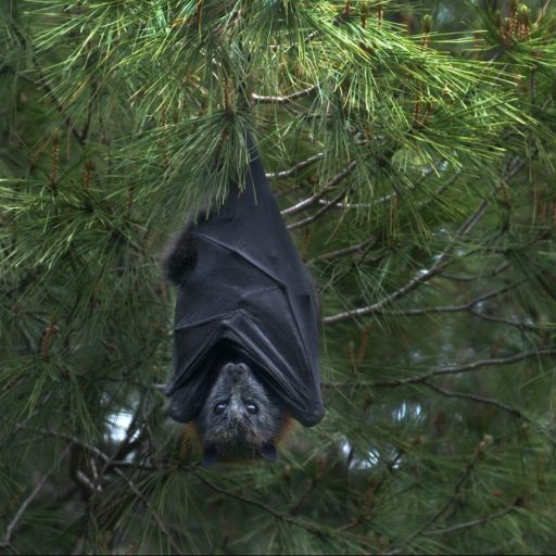 a bat hanging upside down in a tree.