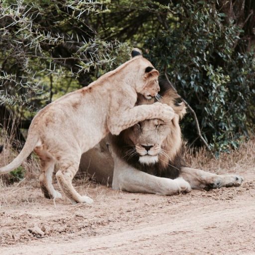 a couple of lions playing with each other on a dirt road.