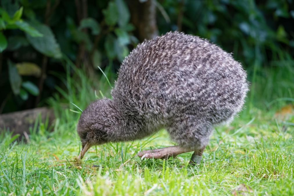 a small animal standing on top of a lush green field.