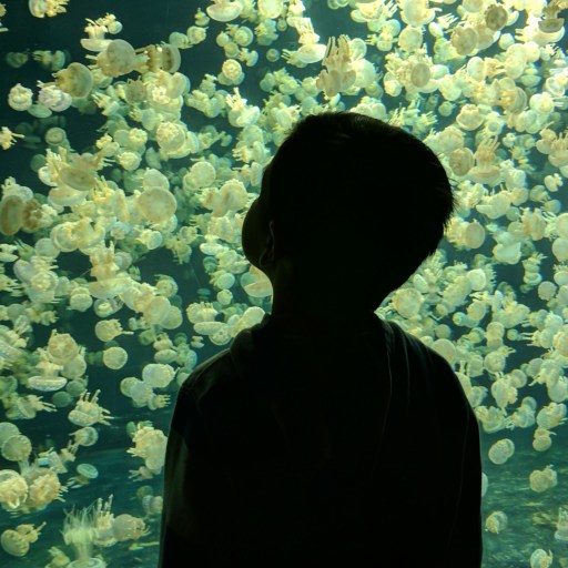 A child standing in front of a wall of jellyfish.