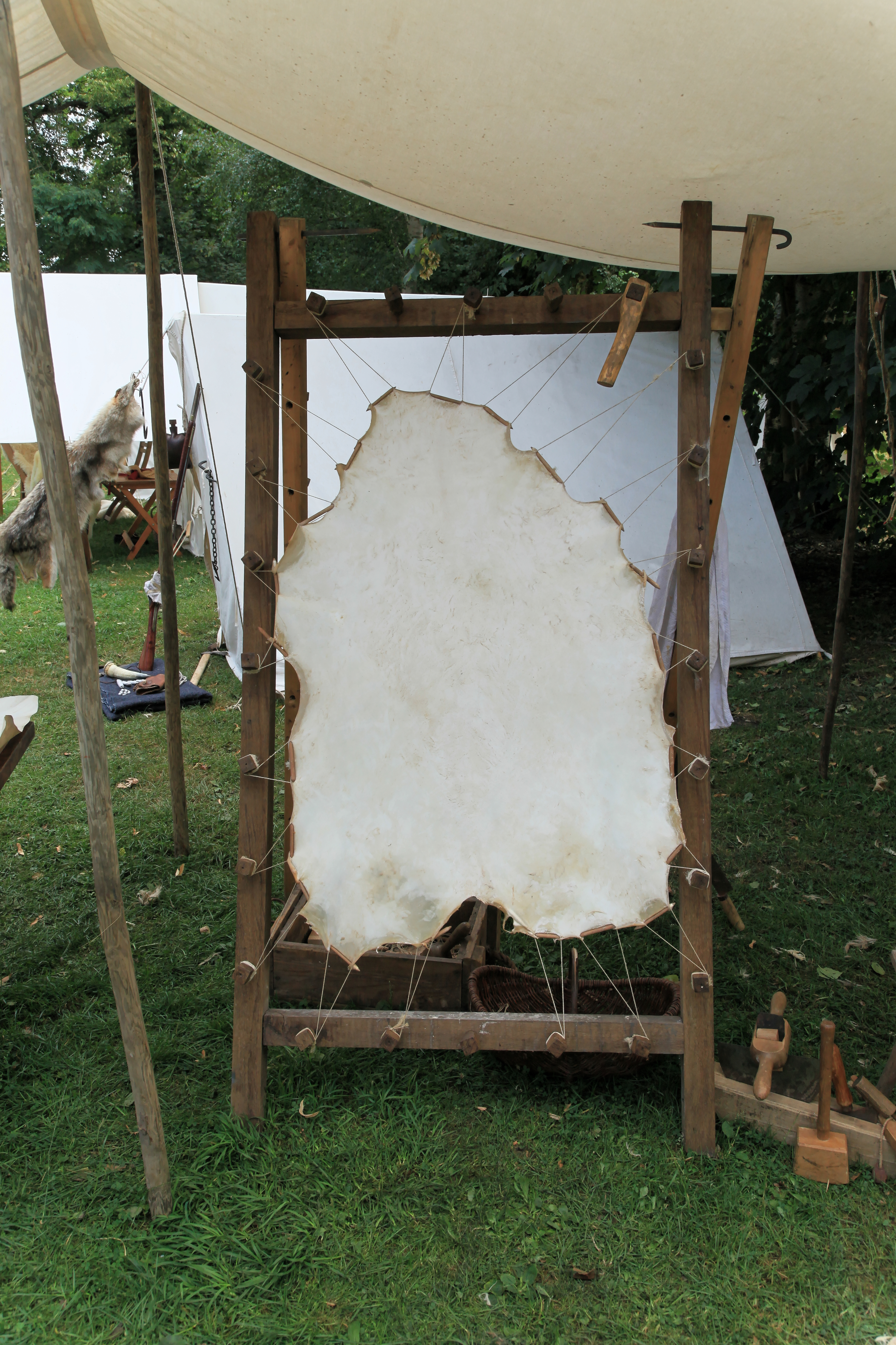 A scraped pelt drying on a stretcher