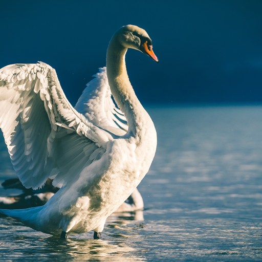 a swan flaps its wings in the water.