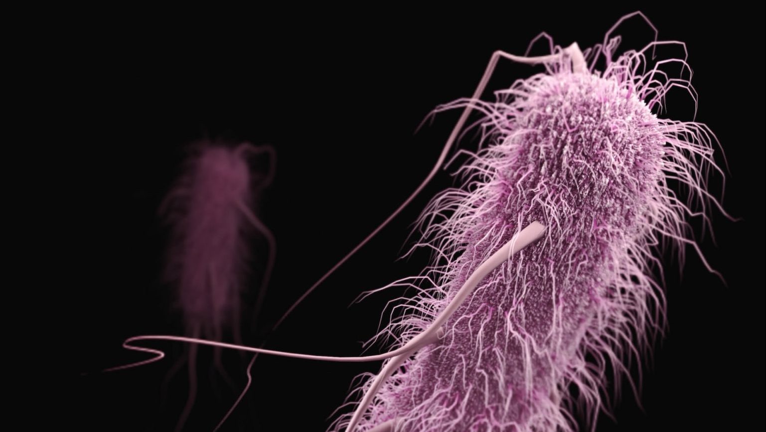 a close up of a bacteria with very long stems.