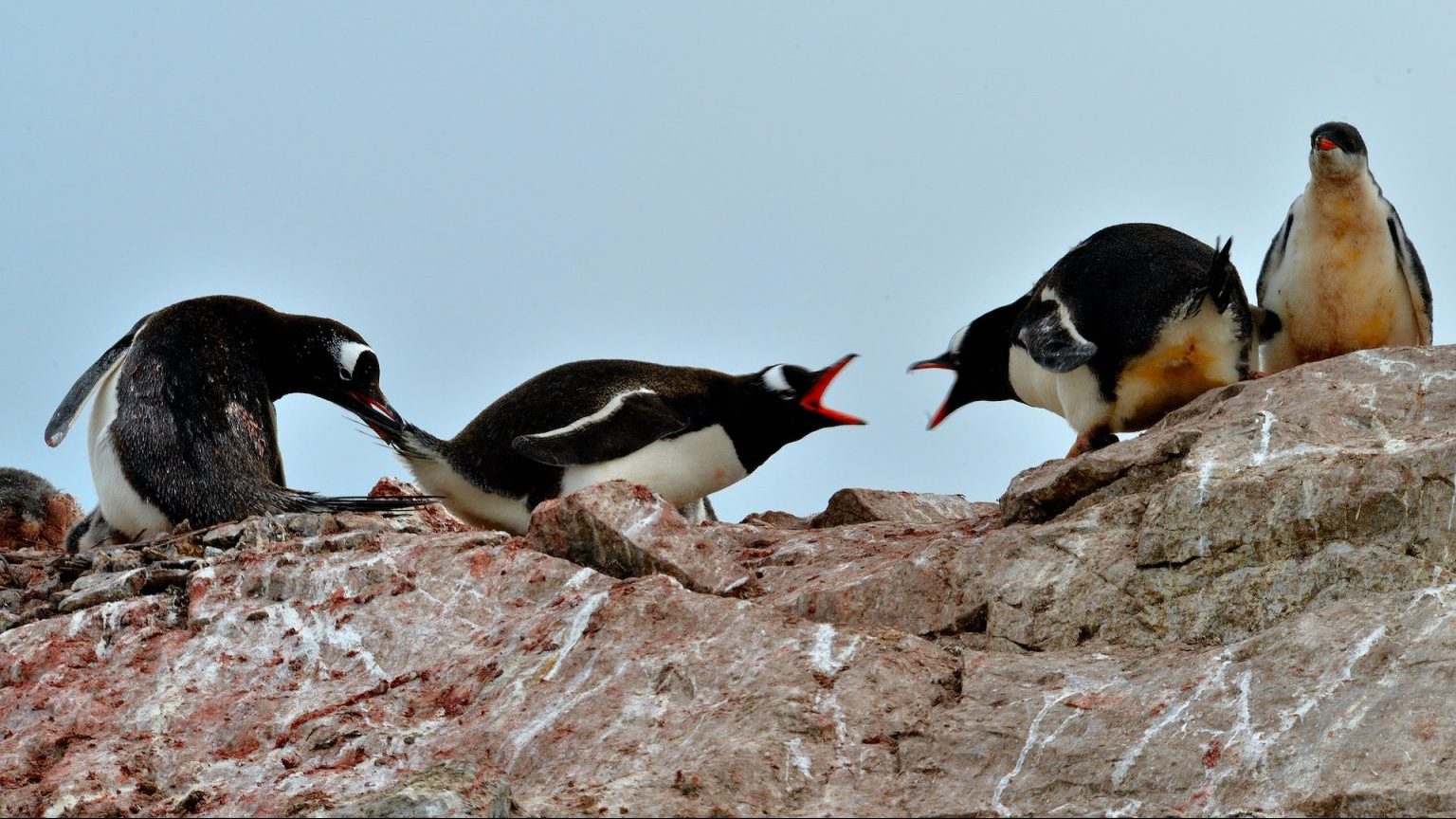 a group of penguins standing on top of a rock.