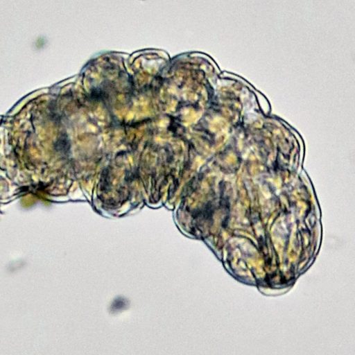 a Tardigrade animal is shown in this image.