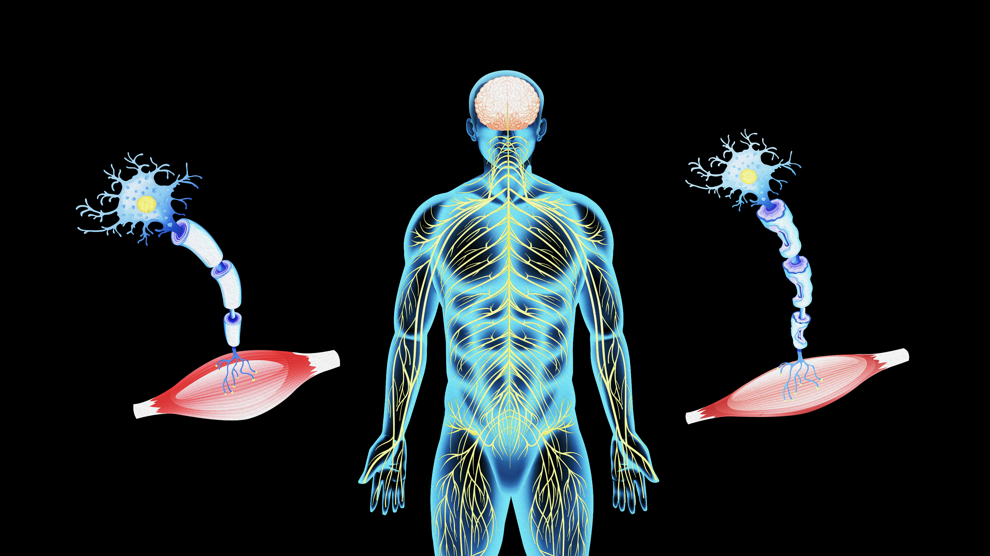 a diagram of the human body and its structures.