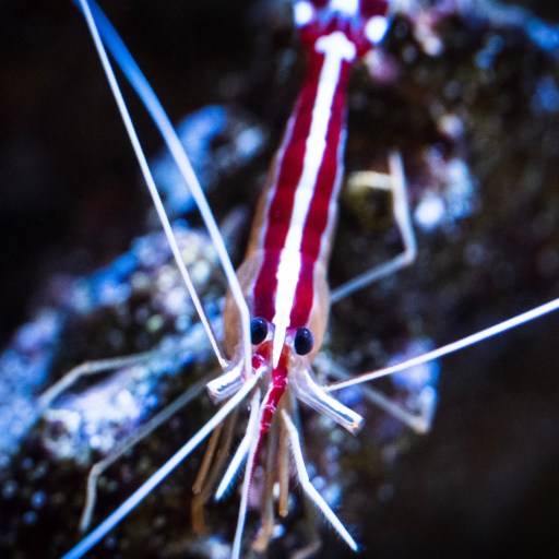 a close up of a red and white shrimp.