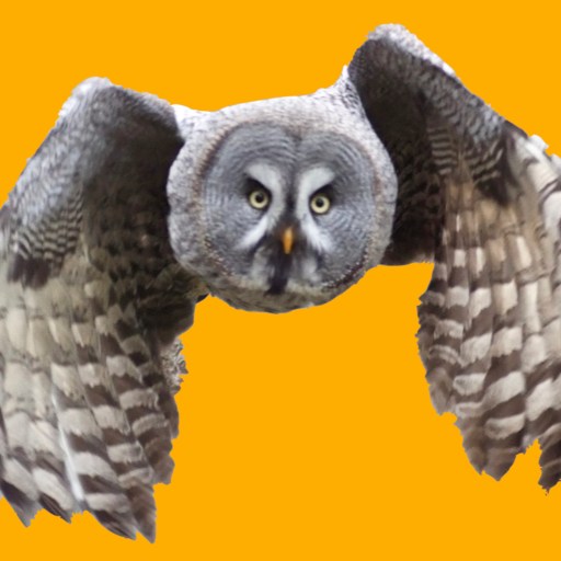 A wizard owl soars over an orange background.