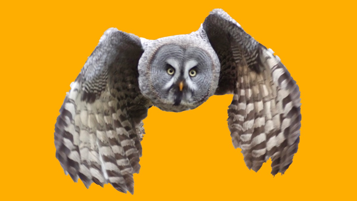 A wizard owl soars over an orange background.