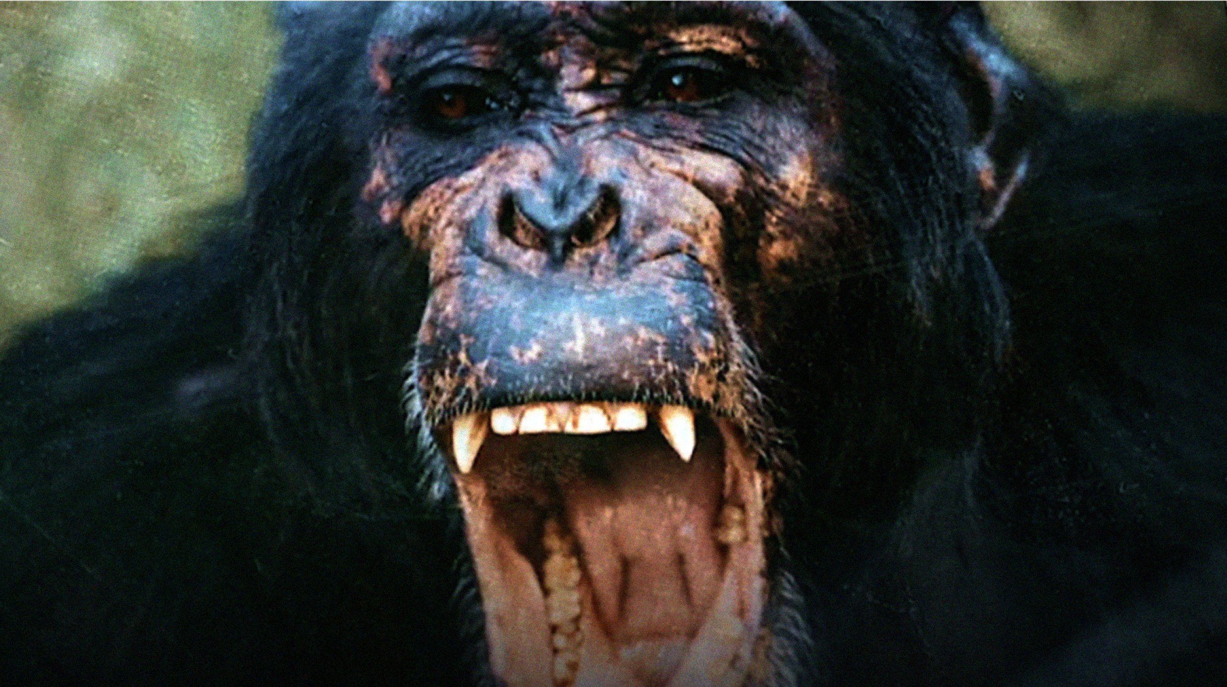 a close up of a monkey with its mouth open.