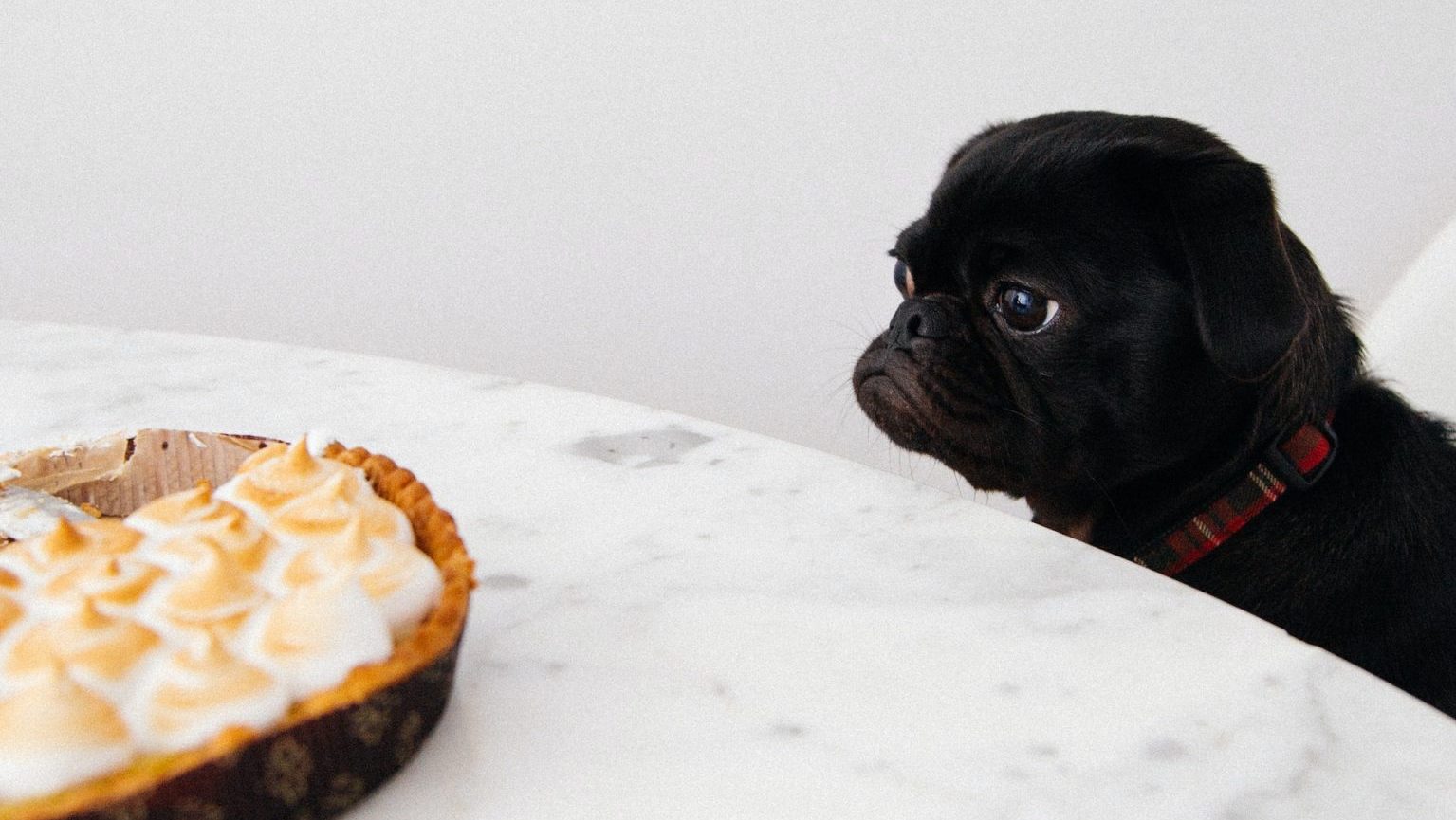 a black pug looking at a pie on a table.