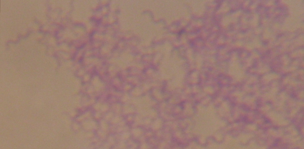 purple non-sulphur bacteria
