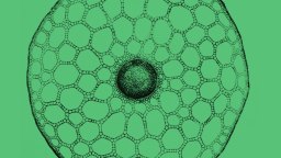 Black and white illustration of a plant stem cross-section with honeycomb-like cell structure, shown on a green background.