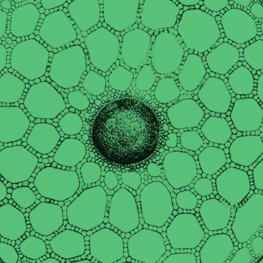 Black and white illustration of a plant stem cross-section with honeycomb-like cell structure, shown on a green background.