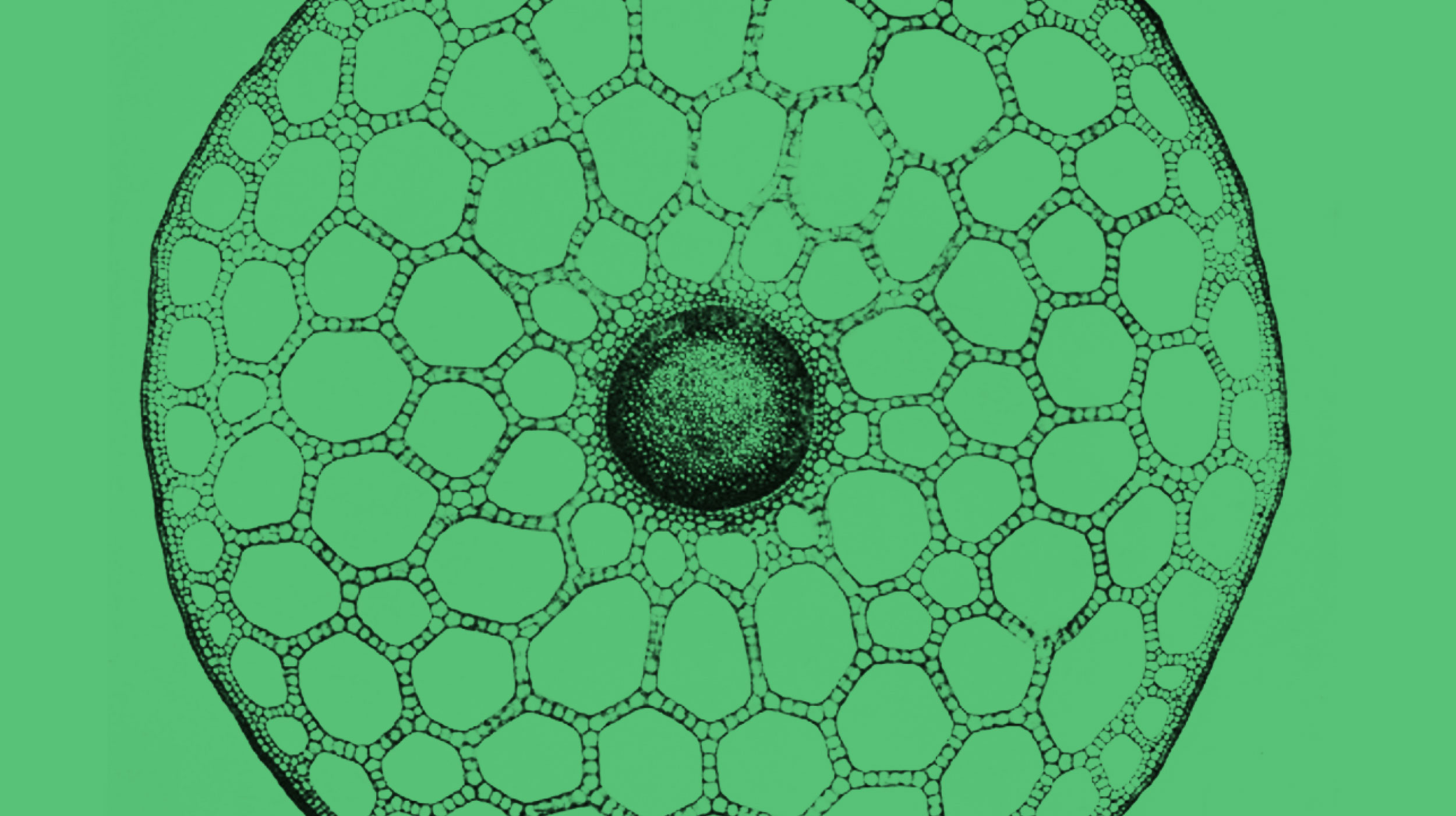 Black and white illustration of a plant stem cross-section with honeycomb-like cell structure, shown on a green background.
