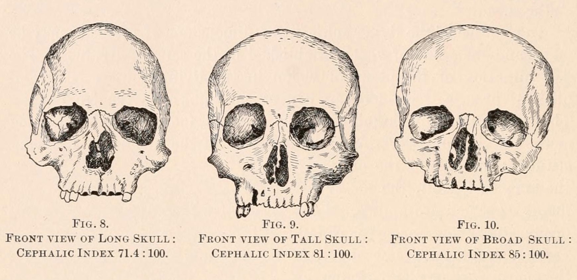 skulls