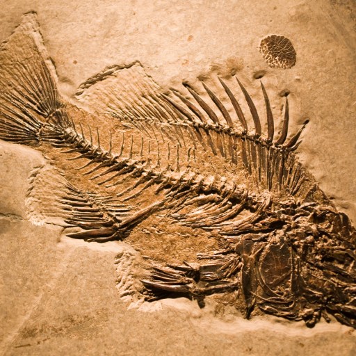 A fish fossil is on display in a museum.