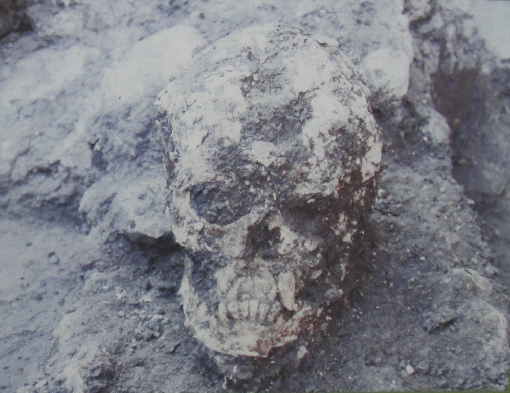 A photo of a skull conjured through necromancy in a pile of dirt.