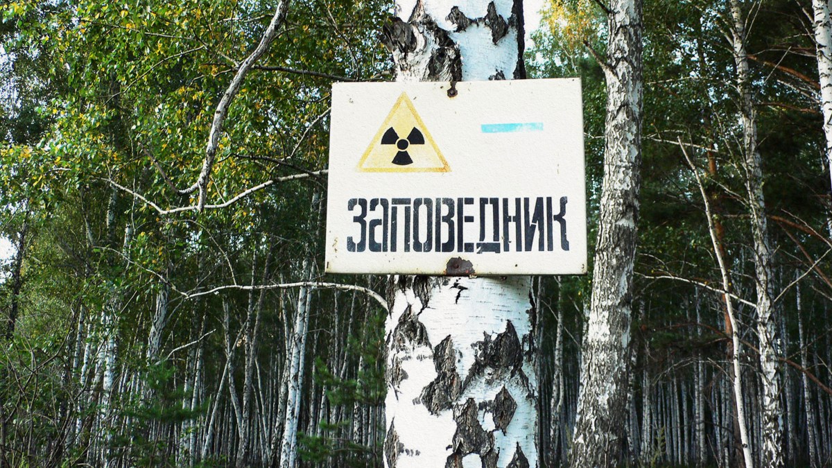 A mayak sign on a tree in a forest.