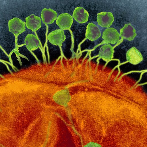 An image of a plant with green leaves on it.