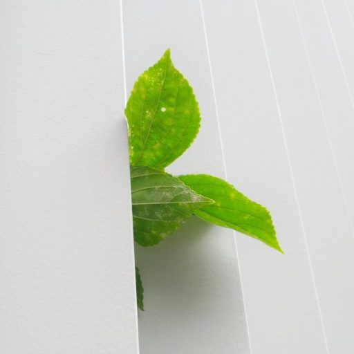 A green leaf peeking out of a white blind.