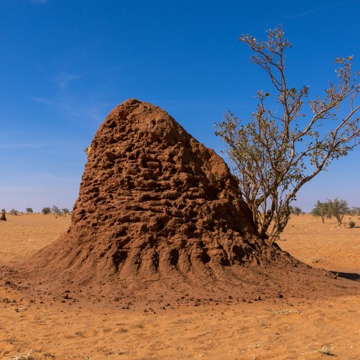 A termite mound