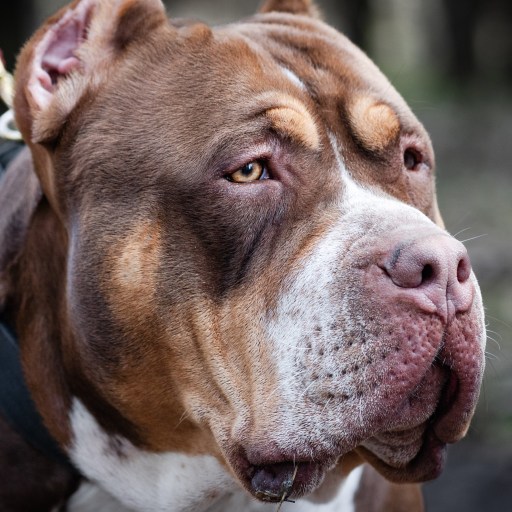 An American Bully dog with a leash in the woods.