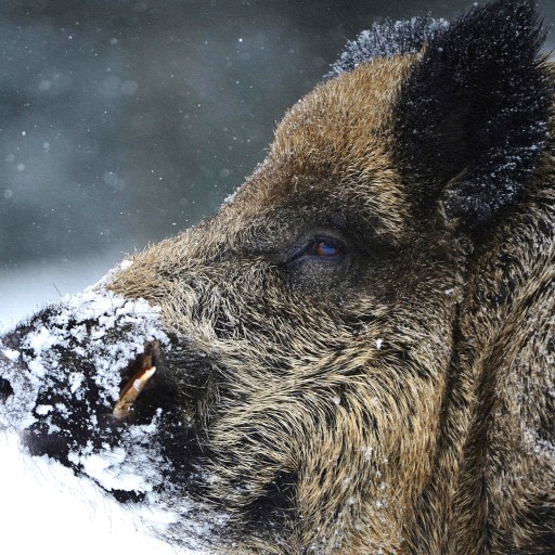 A radioactive wild boar stands in the snow.