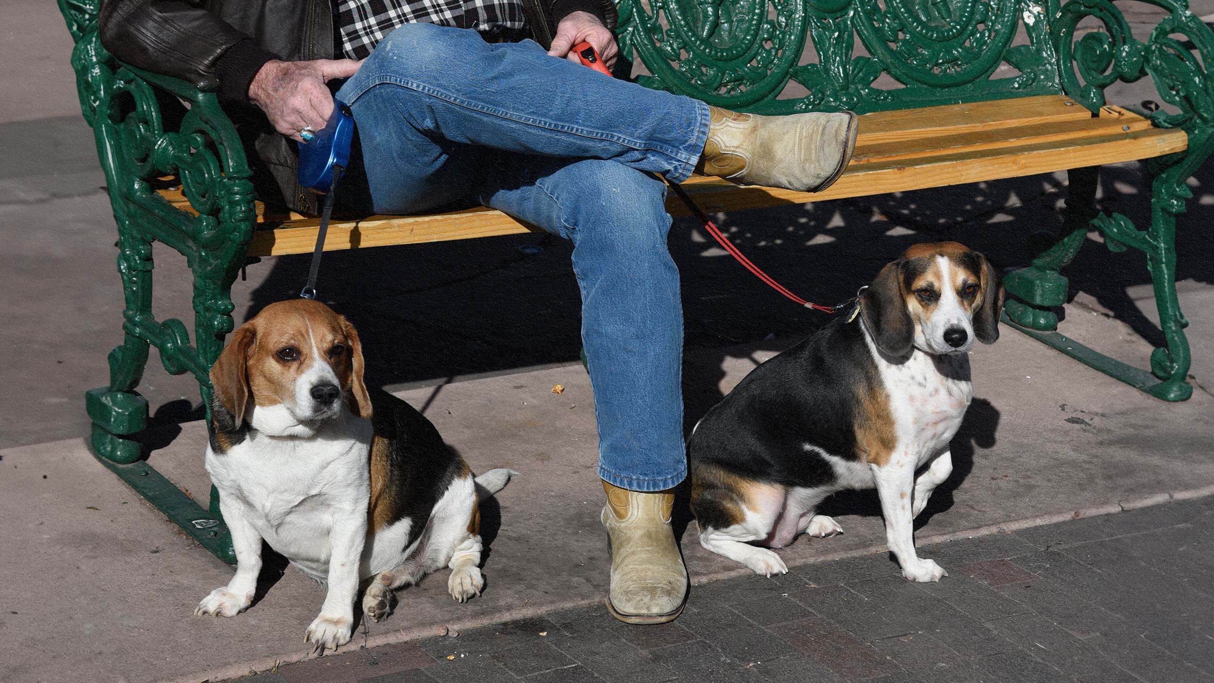 A man sitting on a bench with his dog.