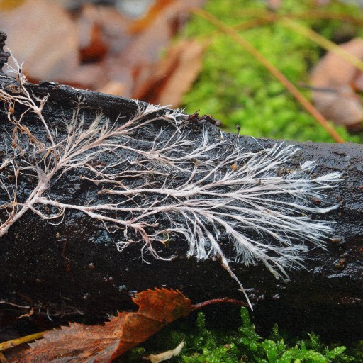 A black and white photo of a branch with moss on it, featuring mushrooms.
