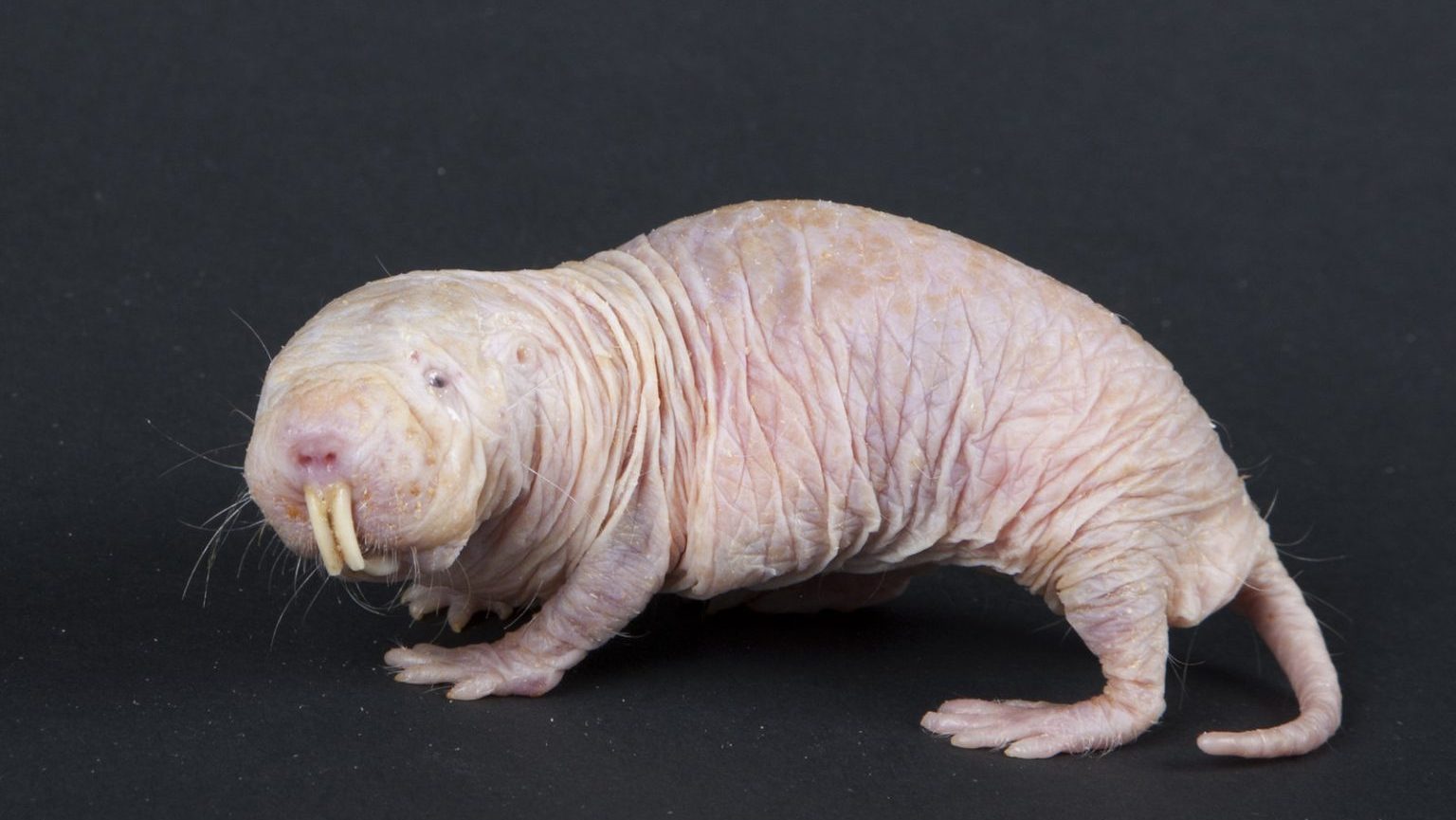 A white rat with long hair standing on a black background.