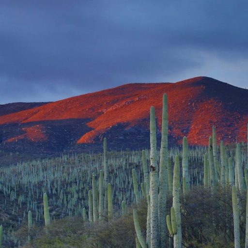 A mountain with saguaro cactus in the background.